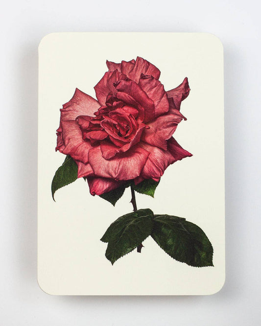 Garden Rose Greeting Card: Individual