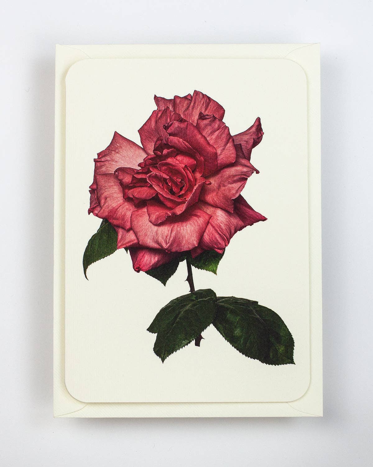 Garden Rose Greeting Card: Individual