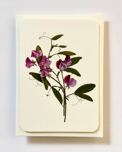 Violet Sweet Peas Greeting card: Individual