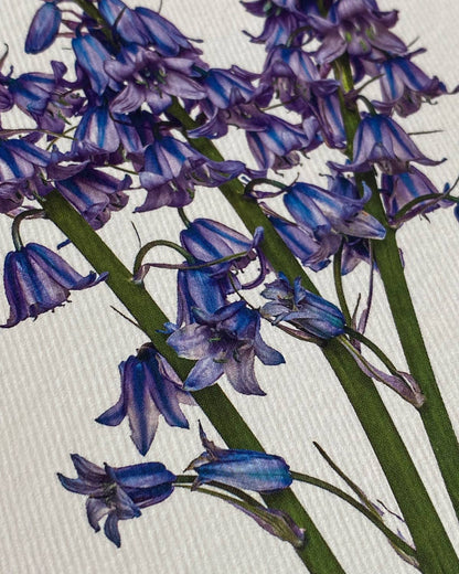 Bluebells Greeting Card: Individual