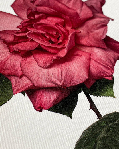 Garden Rose Greeting Card: Individual