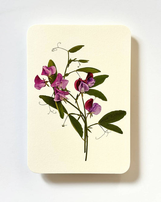 Violet Sweet Peas Greeting card: Individual