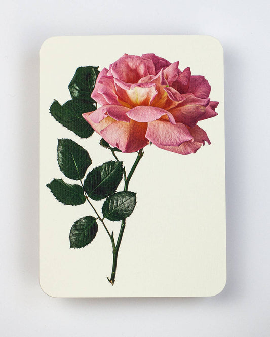 Pink Rose Greeting Card: Individual