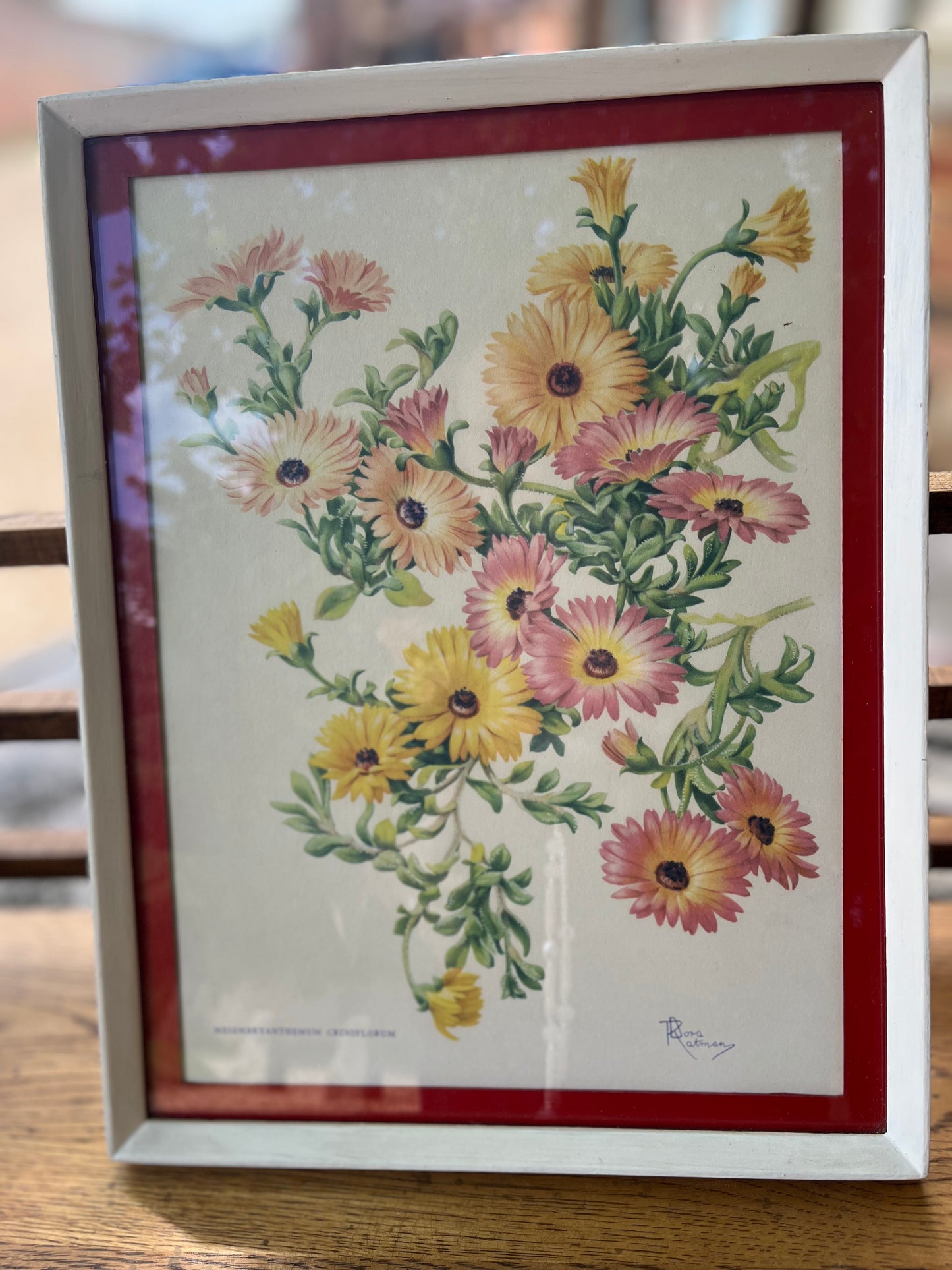 Dora Ratman 1950s print - Mesembryanthemum