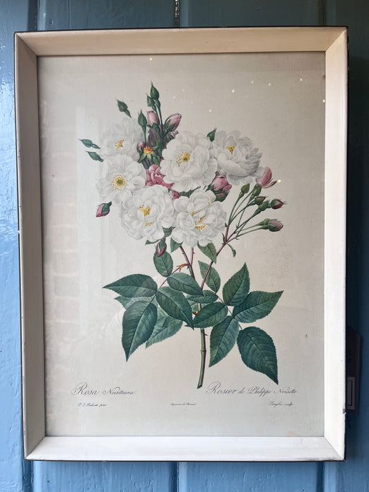 Framed Redoute Roses - Phillipe Noisette