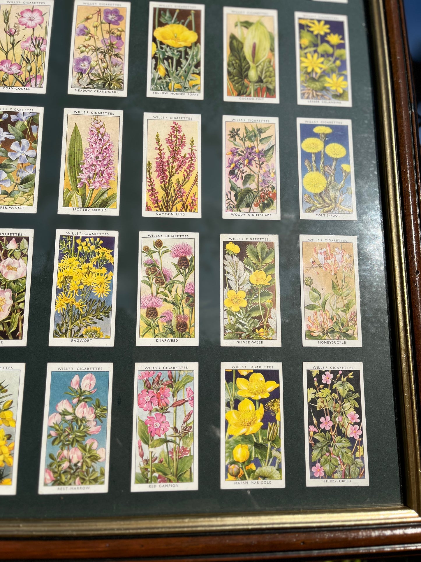 Will’s British Wildflower Cigarette Cards