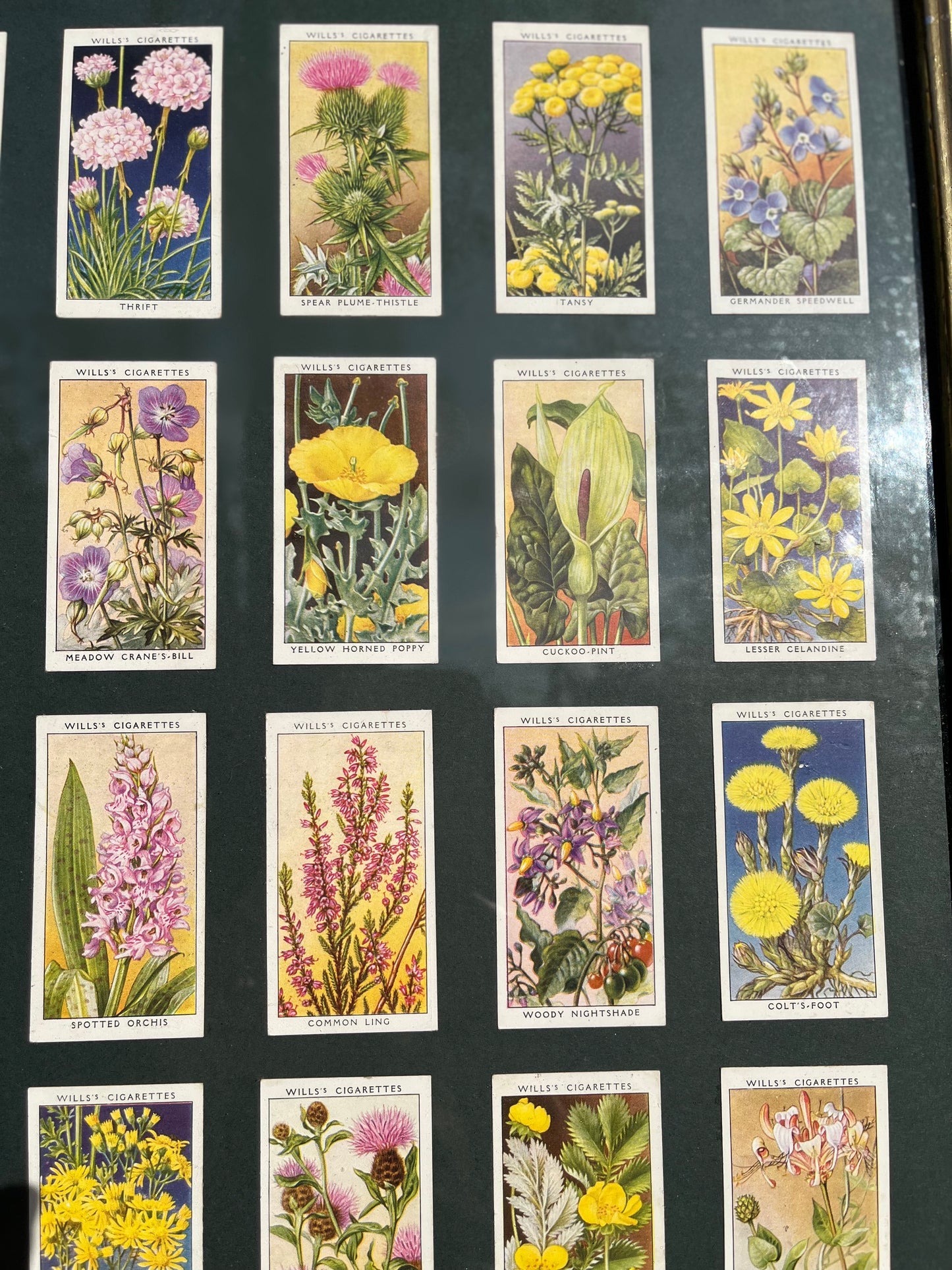 Will’s British Wildflower Cigarette Cards