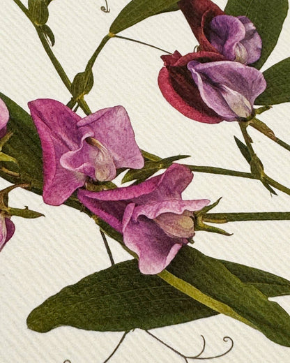 Violet Sweet Peas Greeting card: Individual