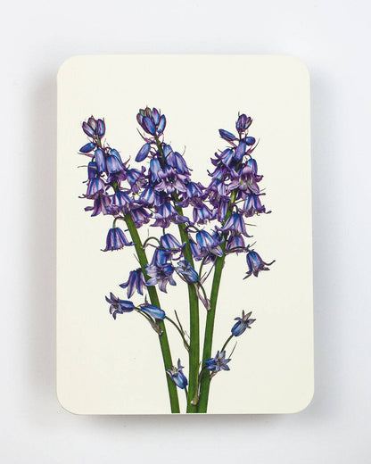 Bluebells Greeting Card: Individual